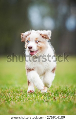 Australian shepherd puppy with different eye color running in summer