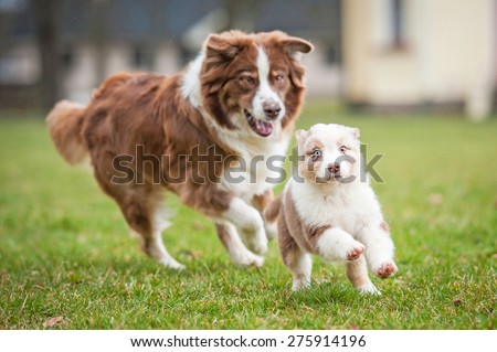 Australian shepherd dog catching a puppy