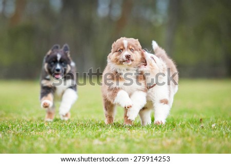 Australian shepherd puppies playing outdoors