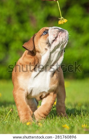 English bulldog puppy playing with a dandelion flower