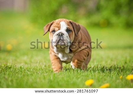 English bulldog puppy on the walk