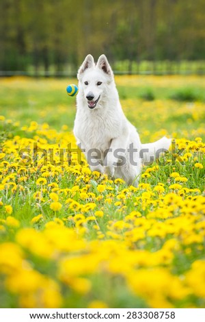 Swiss shepherd dog catching a ball on the field with dandelions