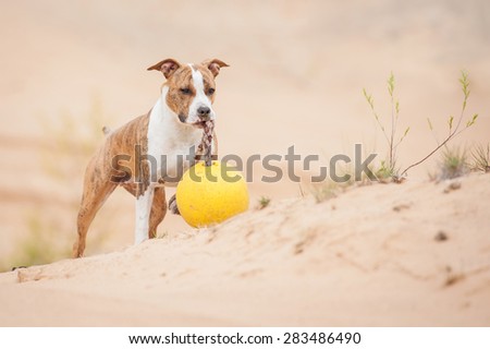 American staffordshire terrier dog playing with a ball in sandpit
