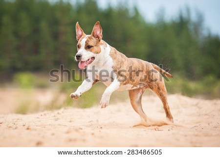 American staffordshire terrier dog running on the beach