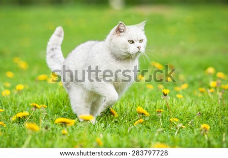 White british shorthair cat running