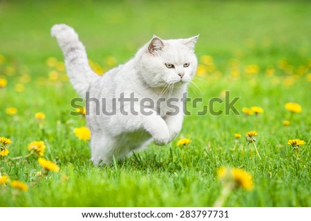 White british shorthair cat running outdoors