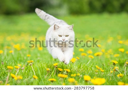 White british shorthair cat jumping on the field with dandelions
