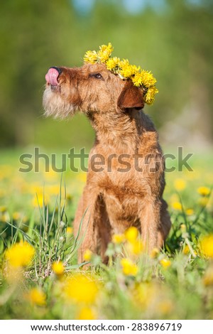 Funny irish terrier dog with a crown of flowers