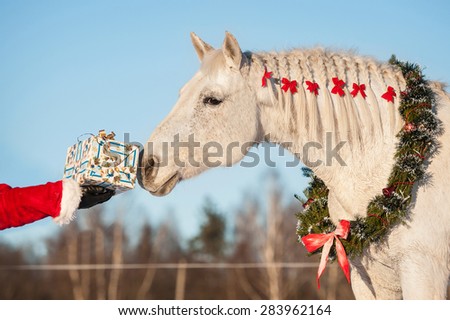 White horse with christmas wreath taking a gift from santa\'s hand