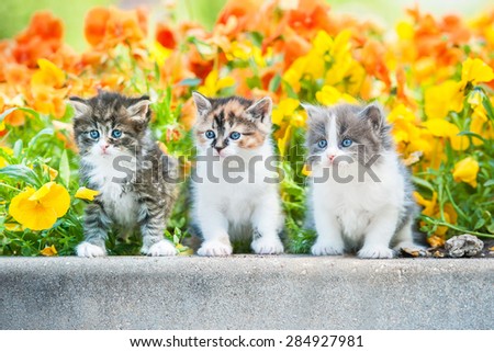 Three little kitten sitting near a flowerbed