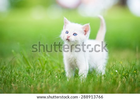 Adorable white kitten with blue eyes standing on the lawn
