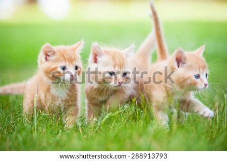 Group of three little red kittens