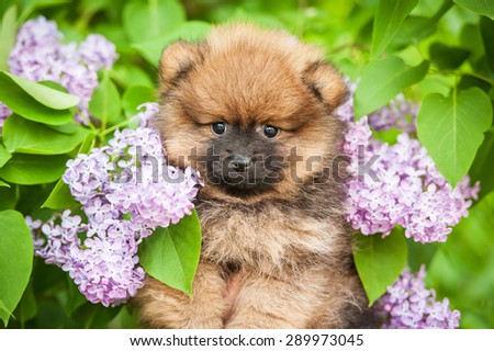 Portrait of little pomeranian spitz puppy in flowers