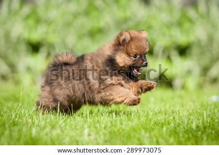 Happy pomeranian spitz puppy playing outdoors