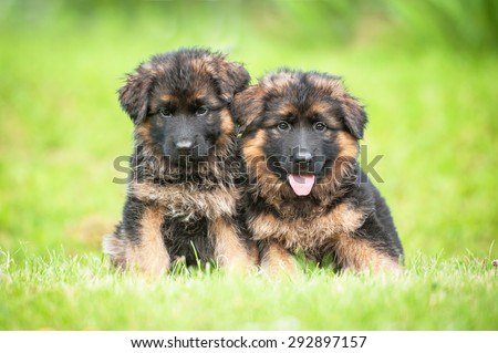 Two little german shepherd puppies