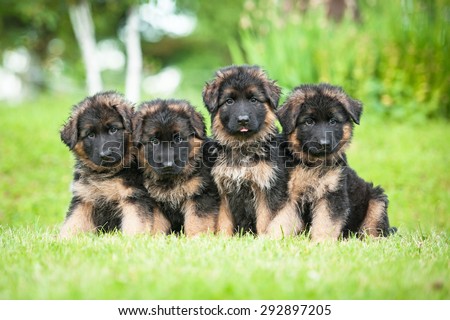 Group of four little german shepherd puppies