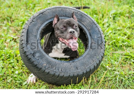 American staffordshire terrier dog playing with a tire of the wheel