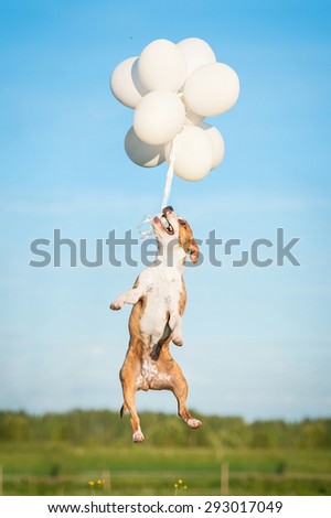 American staffordshire terrier dog jumps in the air to catch flying balloons