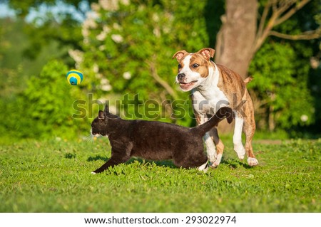 Cat crossing the road in front of a dog running after a ball