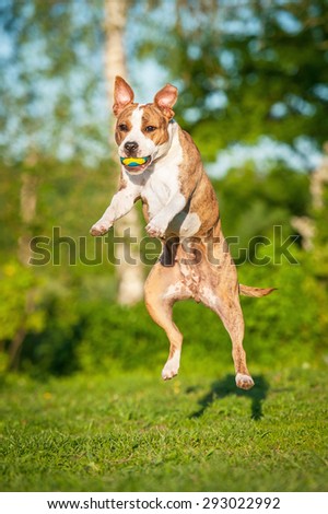 American staffordshire terrier dog catching ball in the air