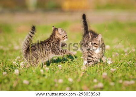 Two little funny kittens playing outdoors in summer