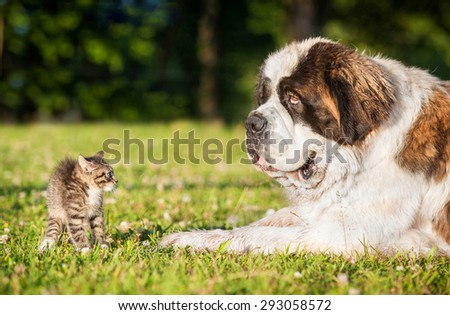 Little funny kitten is afraid of big saint bernard dog