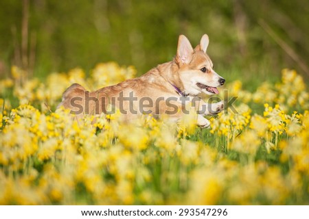 Pembroke welsh corgi puppy running on the field with flowers