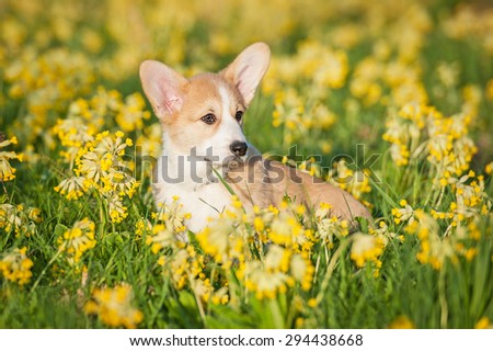 Pembroke welsh corgi puppy sitting on the field with flowers