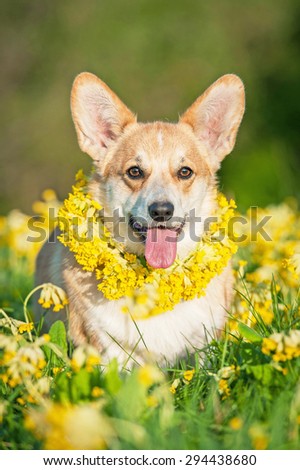 Pembroke welsh corgi dog with a wreath of flowers on its neck