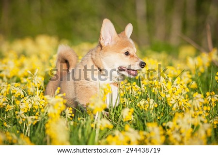 Pembroke welsh corgi puppy playing on the field with flowers