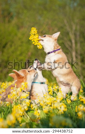 Pembroke welsh corgi puppies playing with a wreath of flowers