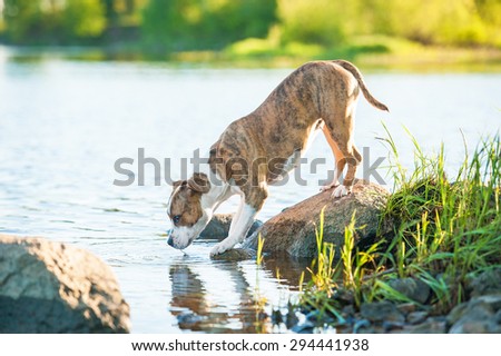 American staffordshire terrier dog drinking from the river