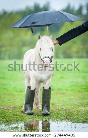 Little shetland pony wearing rubber boots and standing under umbrella in a rainy day