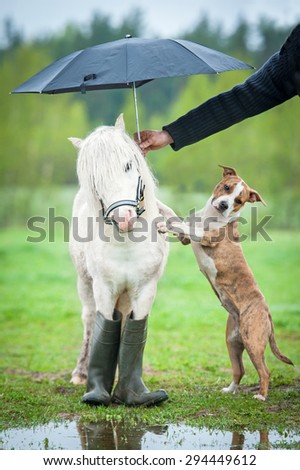 Little pony with a dog standing under umbrella in a rainy day