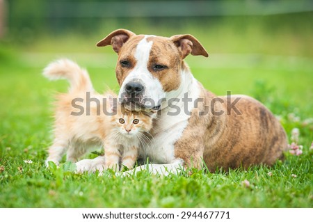 Friendship of american staffordshire terrier dog with little kitten