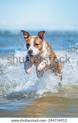 American staffordshire terrier dog running with a lot of splashing in the water among the waves of the sea