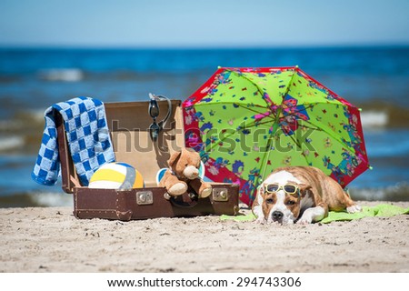 American staffordshire terrier dog taking a sunbathe on the beach surrounded by many things for summer holiday
