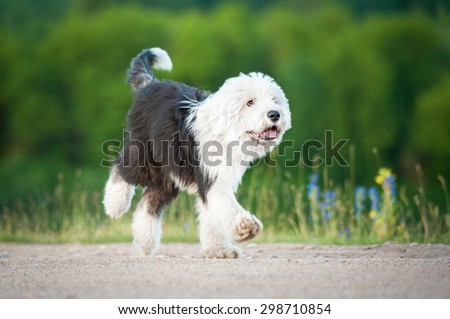 Funny bobtail puppy running in summer