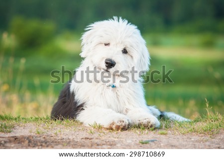 Adorable bobtail puppy lying in summer