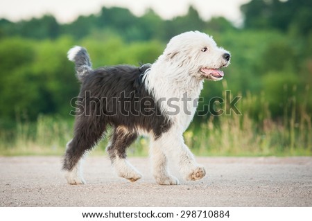 Bobtail puppy running trot in summer