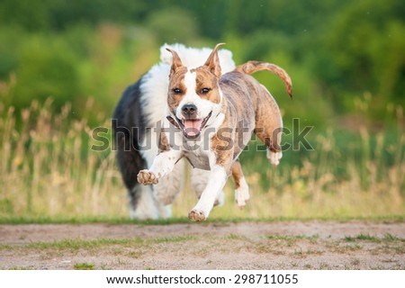 Happy american staffordshire terrier dog running away from bobtail puppy