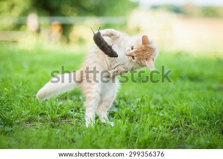 Little funny kitten playing with a caught mouse