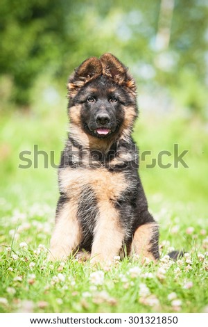 German shepherd puppy sitting on the lawn