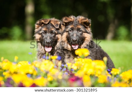Portrait of two german shepherd puppies sitting in flowers
