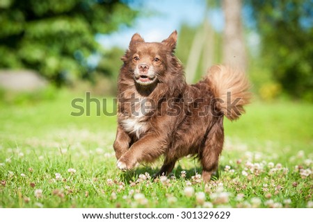 Little funny dog running in the yard in summer