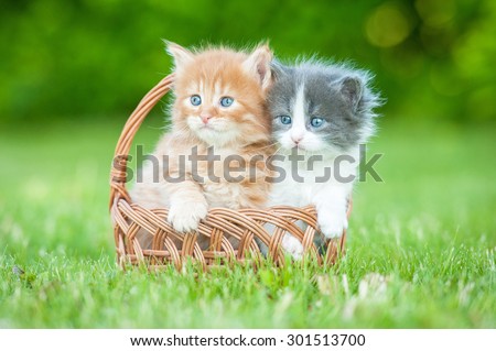 Two little kittens sitting in the basket