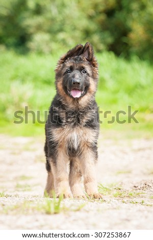 German shepherd puppy walking outdoors in summer