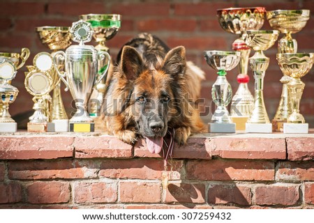 German shepherd dog with winner cups