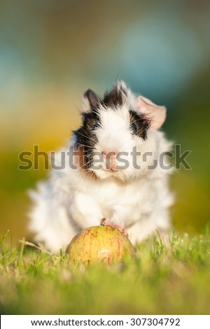 Guinea pig with little apple