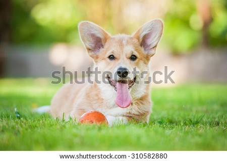 Pembroke welsh corgi puppy playing with a ball